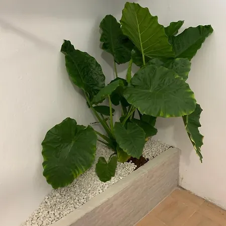 Apartamento Eiro, Recien Reformado. Apartamento *